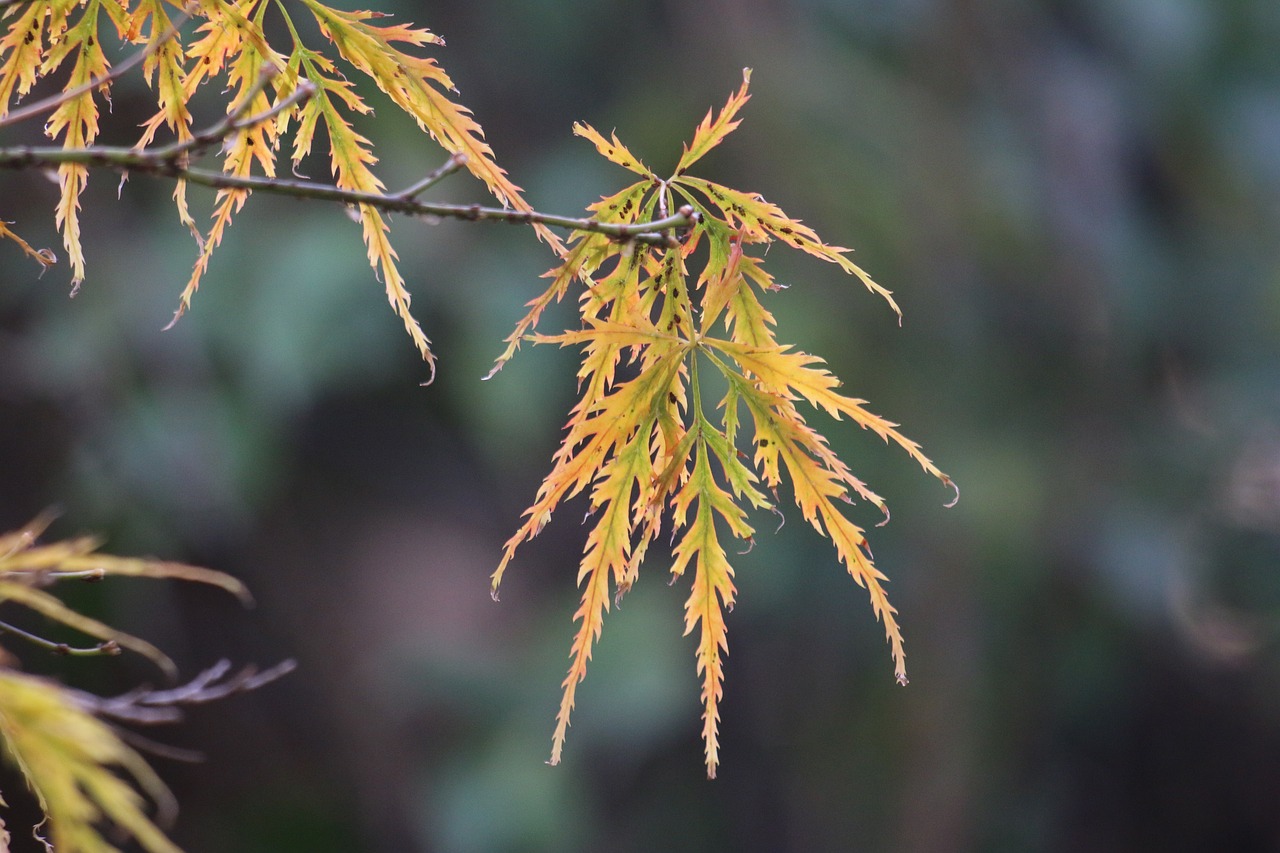 小雪时节的气候特点与天气状况深度解析