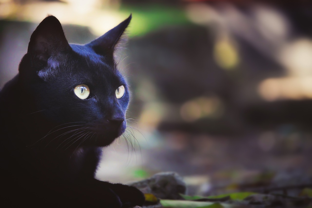 熊猫圆脸，自然之美的独特展现